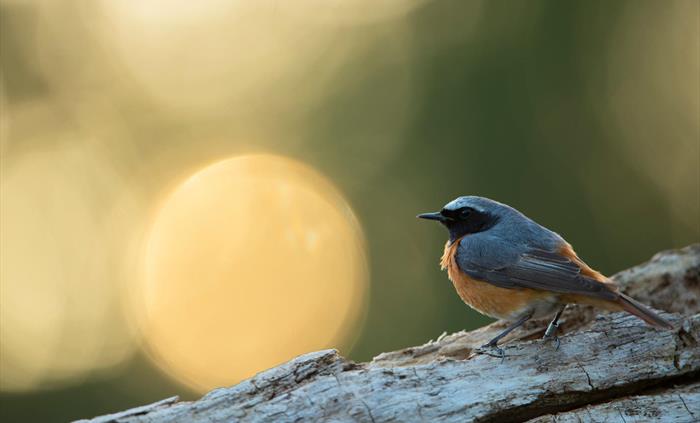 Redstart - Image Credit: Ben Andrew